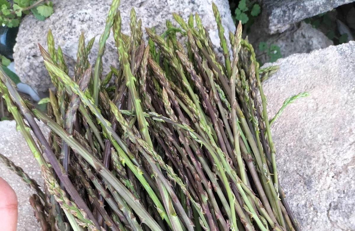 Scopri di più sull'articolo La raccolta degli asparagi: il piacere di stare a contatto con la natura