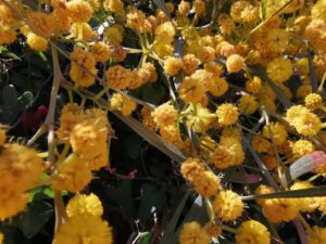 Scopri di più sull'articolo Aumento di ragni e scorpioni nelle abitazioni e giardini a causa del cambiamento climatico: cosa fare?
