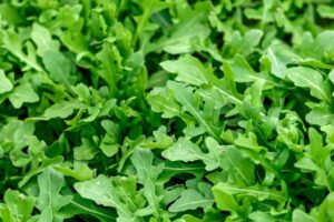 Scopri di più sull'articolo La rucola: un’erba mediterranea dalle proprietà straordinarie