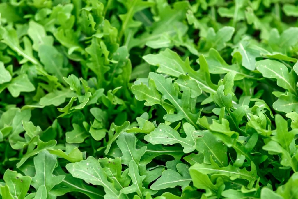 Scopri di più sull'articolo La rucola: un’erba mediterranea dalle proprietà straordinarie