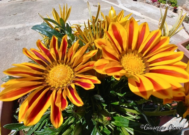 Fiori La Gerbera un fiore elegante dai colori vivaci