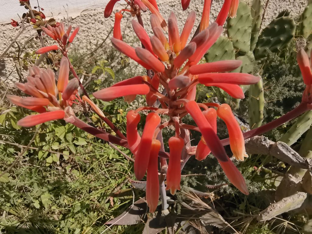 Una pianta grassa dai fiori particolari