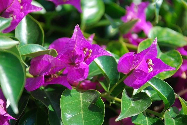 Fiori fiori di primavera