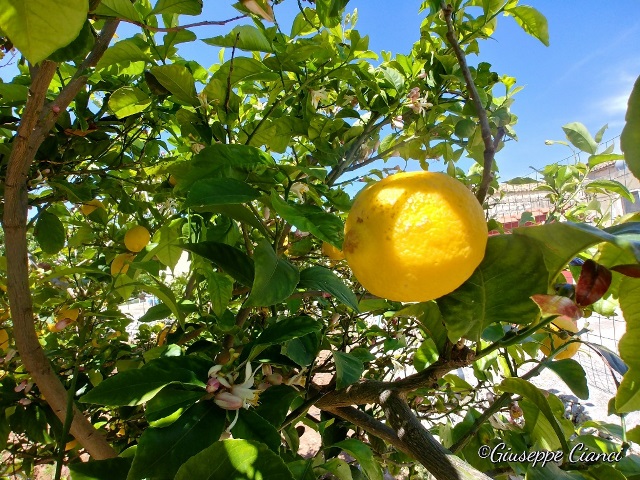Pianta di limone