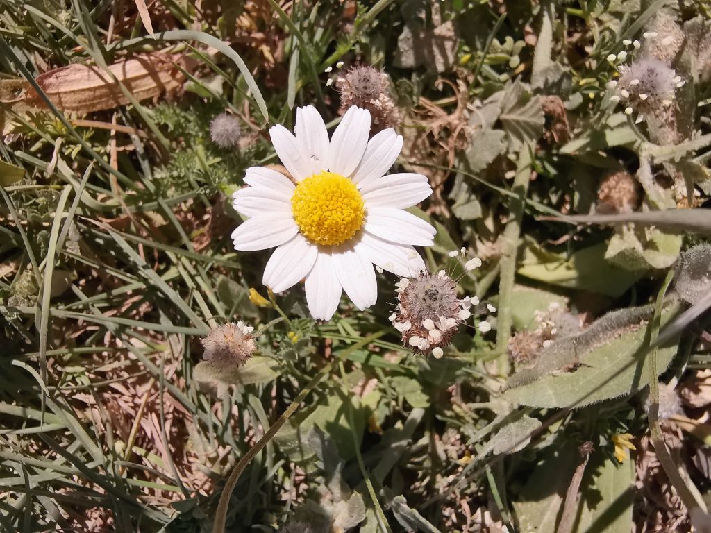 La margherita