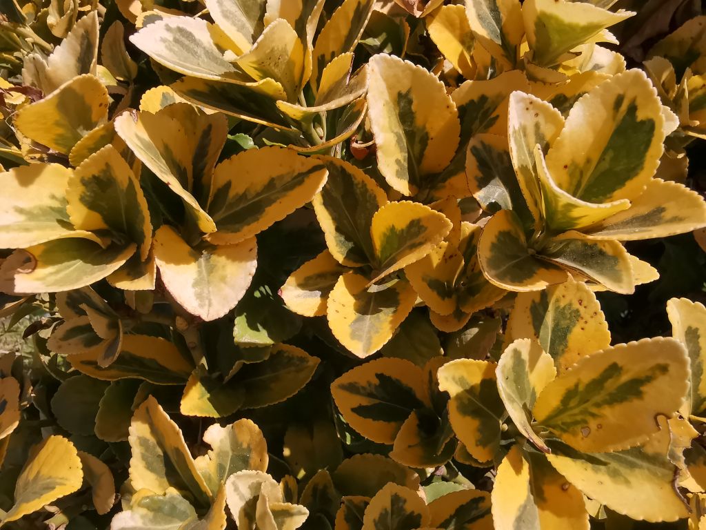 Fiori pianta grassa perenne