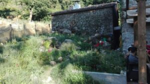 Scopri di più sull'articolo La “Famiglia del Bosco” e l’ipocrisia dei salotti: se la povertà diventa una colpa giudiziaria